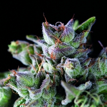 Gorilla (Pyramid Seeds) Cannabis Seeds