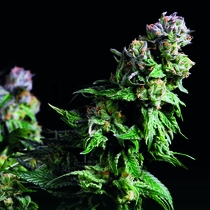 Purple Urkle (Pyramid Seeds) Cannabis Seeds