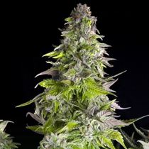 Romulan (Pyramid Seeds) Cannabis Seeds