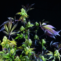 Sunset Sherbet (Pyramid Seeds) Cannabis Seeds