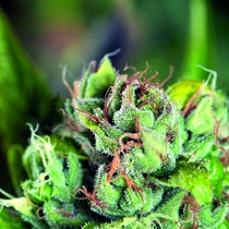 Tahoe Cure (Pyramid Seeds) Cannabis Seeds