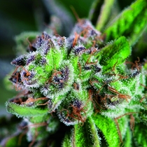 Watermelon Zkittlez (Pyramid Seeds) Cannabis Seeds