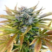 Super Blueberry Haze (Flash Auto Seeds) Cannabis Seeds