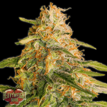 Tropic Punch (Heavyweight Seeds) Cannabis Seeds