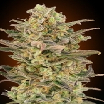 Somango Glue (Advanced Seeds) Cannabis Seeds