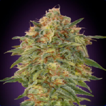 Zkittlez (Advanced Seeds) Cannabis Seeds