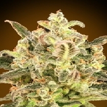 Auto Biodiesel Mass XXL (Advanced Seeds) Cannabis Seeds