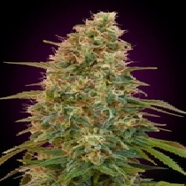 Auto Zkittlez (Advanced Seeds) Cannabis Seeds