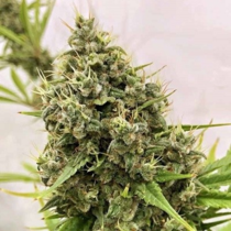 Guawi Regular (Ace Seeds) Cannabis Seeds