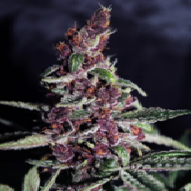 Violeta Regular (Ace Seeds) Cannabis Seeds