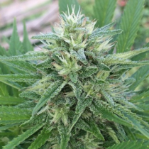 Panama x Bangi Haze Regular (Ace Seeds) Cannabis Seeds