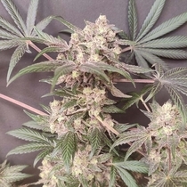 Cabin Fever Feminized  (Seeds Of Anarchy) HALLOSPECIAL Cannabis Seeds