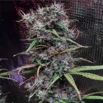 Ethiopia x Malawi Regular (Ace Seeds) Cannabis Seeds