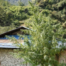 Nepal Annapurna Regular (Ace Seeds) Cannabis Seeds