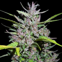 Honduras x Panama Regular (Ace Seeds) Cannabis Seeds