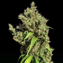 Purple Honduras Haze Regular (Ace Seeds) Cannabis Seeds