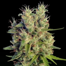 Super Malawi Haze Regular (Ace Seeds) Cannabis Seeds