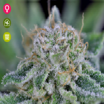 Peyote WI-FI Feminised (Seedsman Seeds) Cannabis Seeds