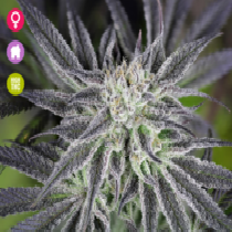 Peyote Gorilla Feminised (Seedsman Seeds) Cannabis Seeds