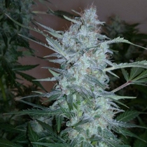 White Sirius Auto (Flash Auto Seeds) Cannabis Seeds