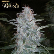 White Sirius Auto (Flash Auto Seeds) Cannabis Seeds