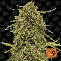 Widow Remedy (Barneys Farm Seeds) Cannabis Seeds