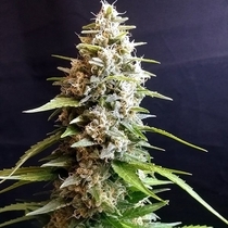 Maltezerz (G13 Labs) Cannabis Seeds