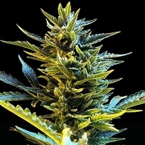 Auto Bride Cake (G13 Labs Seeds) Cannabis Seeds