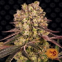 Runtz Muffin (Barneys Farm Seeds) Cannabis Seeds