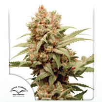 CBG-Force Feminized (Dutch Passion Seeds) Cannabis Seeds