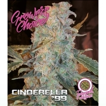 Cinderella 99 Auto (Growers Choice Seeds) Cannabis Seeds