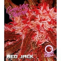 Red Jack Auto (Growers Choice Seeds) Cannabis Seeds