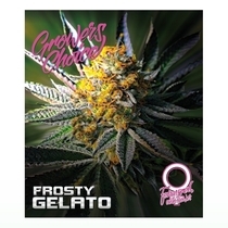 Frosty Gelato Auto (Growers Choice Seeds) Cannabis Seeds