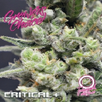 Critical + Auto (Growers Choice Seeds) Cannabis Seeds