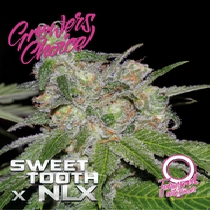 Sweet Tooth x NLX Auto (Growers Choice Seeds) Cannabis Seeds