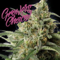 Monster Bud XXL Auto (Growers Choice Seeds) Cannabis Seeds