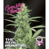 Amnesia (The Real) (Growers Choice Seeds) Cannabis Seeds
