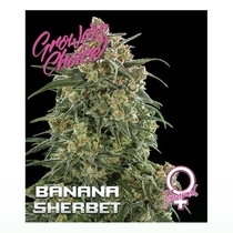 Banana Sherbet (Growers Choice Seeds) Cannabis Seeds