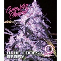 Blue Forest Berry (Growers Choice Seeds) Cannabis Seeds