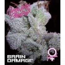 Brain Damage (Growers Choice Seeds) Cannabis Seeds