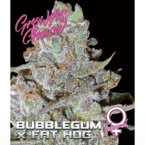 Bubblegum x Fat Hog (Growers Choice Seeds) Cannabis Seeds