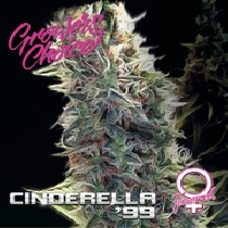 Cinderella 99 (Growers Choice Seeds) Cannabis Seeds