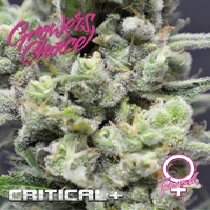 Critical + (Growers Choice Seeds) Cannabis Seeds