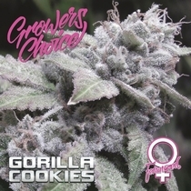 Gorilla Cookies (Growers Choice Seeds) Cannabis Seeds