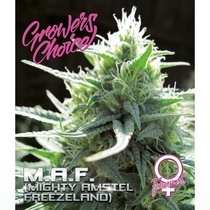 M.A.F (Growers Choice Seeds) Cannabis Seeds