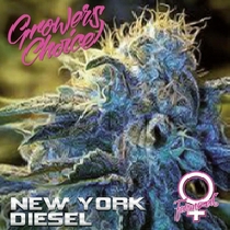 New York Diesel (Growers Choice Seeds)  Cannabis Seeds