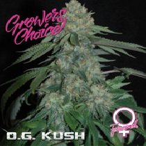 O.G Kush (Growers Choice Seeds) Cannabis Seeds