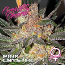 Pink Crystal (Growers Choice Seeds) Cannabis Seeds