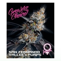 San Fernando Valley x Purps (Growers Choice Seeds) Cannabis Seeds