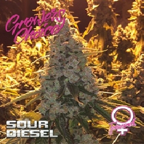 Sour Diesel (Growers Choice Seeds) Cannabis Seeds